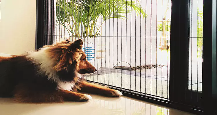 Sliding Screen Pet Door Repair in Bartow, FL
