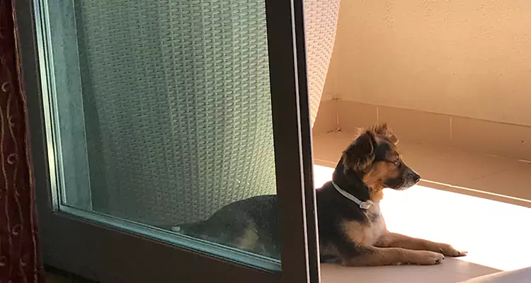 French Door Pet Screen Repair in Bartow, FL